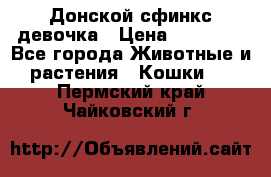 Донской сфинкс девочка › Цена ­ 15 000 - Все города Животные и растения » Кошки   . Пермский край,Чайковский г.